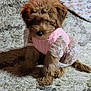 Tilly joined the competition — help win amazing prizes! puppy, dog, brown, fluffy, pet, cute, pink_dress, lace, carpet, indoor, small_dog, sitting, adorable, fur, animal, young_dog, domestic_animal, soft_texture, furniture, cozy