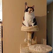 Angel joined the competition — help win amazing prizes! animal, beige, calico, cat, cat_tree, cozy, ears, eyes, feline, fur, hanging_ball, home, indoor, perched, pet, platform, quiet, toy, wall, whiskers