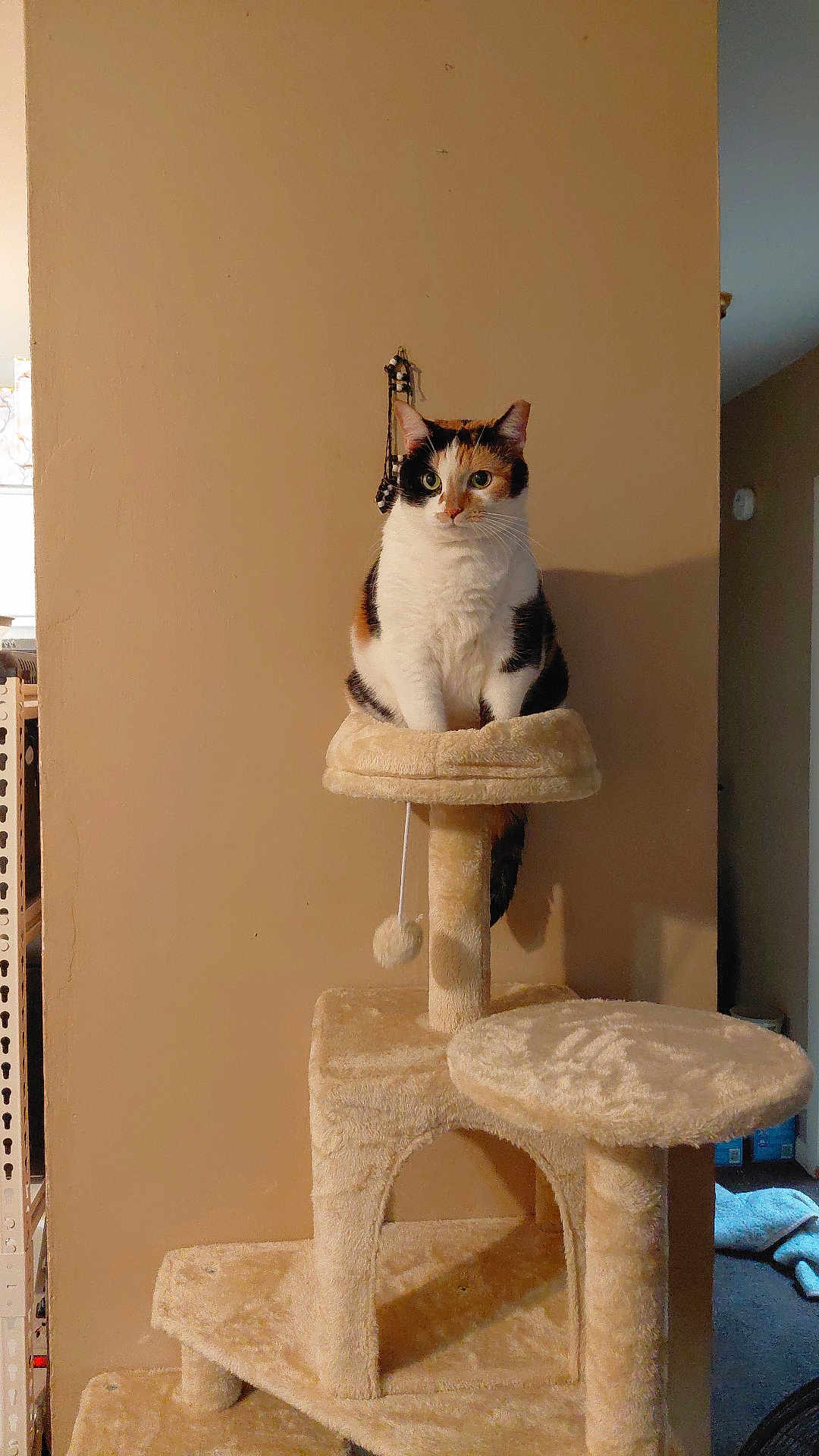 Angel joined the competition — help win amazing prizes! animal, beige, calico, cat, cat_tree, cozy, ears, eyes, feline, fur, hanging_ball, home, indoor, perched, pet, platform, quiet, toy, wall, whiskers