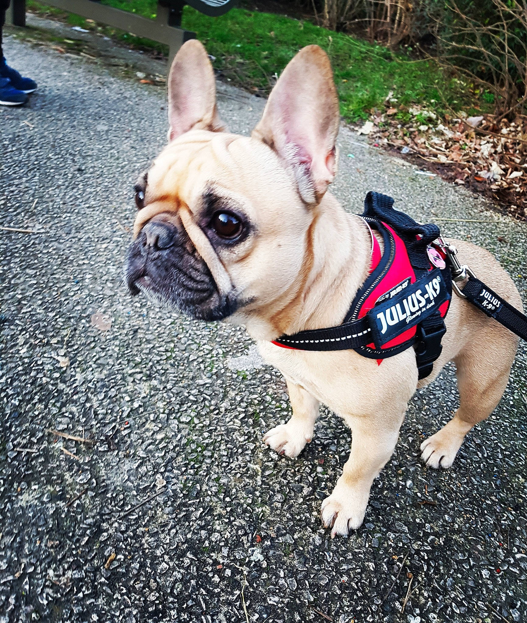 Shenzy a rejoint le concours — aidez-le/la à gagner de superbes lots ! bulldog, carnivore, collar, companion_dog, dog, dog_breed, dog_collar, dog_supply, fawn, grass, green, leash, plant, snout, sporting_group, tire, toy_dog, wheel, working_animal, wrinkle