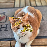 Fox participe au concours pour gagner de l'argent avec cette photo : cat, orange_and_white, pet, animal, leaf, dried_leaf, wooden_deck, welcome_mat, outdoor, close_up, cute, feline, collar, bell, sitting, curious, looking, nature, domestic, playful
