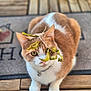cat, orange_and_white, pet, animal, leaf, dried_leaf, wooden_deck, welcome_mat, outdoor, close_up, cute, feline, collar, bell, sitting, curious, looking, nature, domestic, playful
