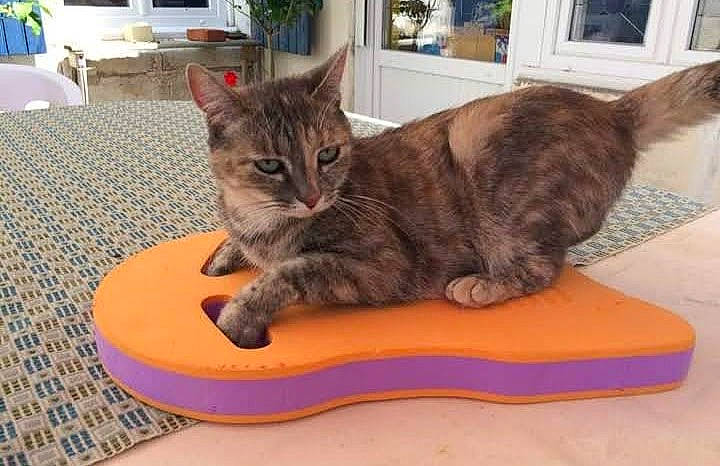 Juliet a rejoint le concours — aidez-le/la à gagner de superbes lots ! carnivore, cat, cat_supply, comfort, domestic_short_haired_cat, door, felidae, flooring, flowerpot, fur, houseplant, paw, pet_supply, plant, small_to_medium_sized_cats, tail, whiskers, window