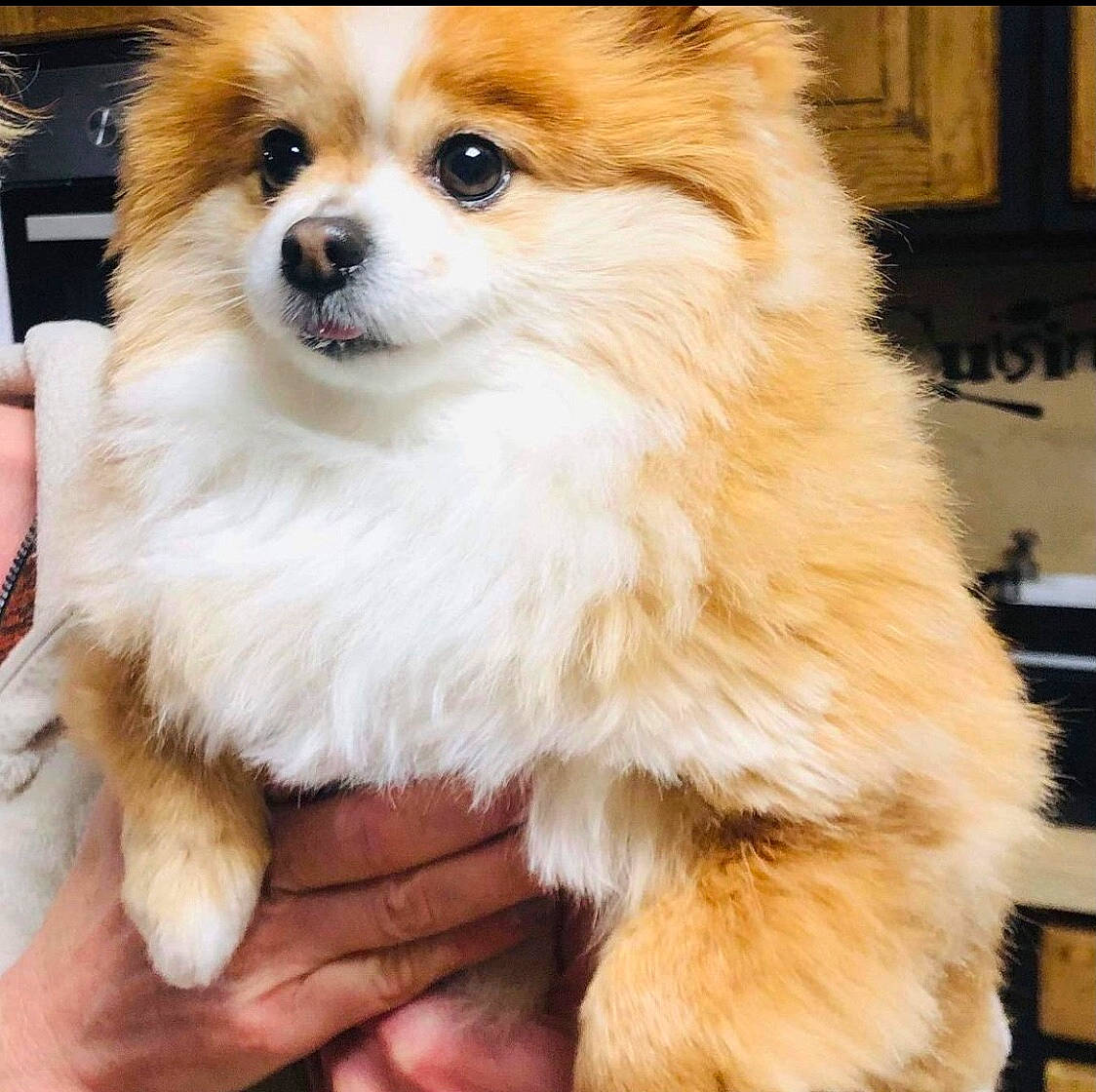 Nano participe au concours pour gagner de l'argent avec cette photo : canidae, carnivore, companion_dog, dog, dog_breed, dog_supply, fawn, fur, german_spitz, german_spitz_klein, hair, pet_supply, pomeranian, snout, spitz, sporting_group, toy_dog, volpino_italiano, whiskers, working_animal