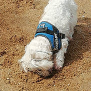 Dalton participe au concours pour gagner de l'argent avec cette photo : active, animal, blue_harness, canine, close_up, daylight, digging, dog, ears, excavation, fur, ground, mammal, nature, outdoor, pet, playful, sand, tail, white_dog