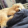 Dalton participe au concours pour gagner de l'argent avec cette photo : blanket, cozy, curled_up, curtains, cushion, dog, floral_wall_art, fur, furniture, home, indoor, light, living_room, peaceful, pet, relaxation, resting, sleeping, soft_texture, television