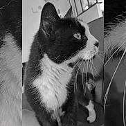 Dalton a rejoint le concours — aidez-le/la à gagner de superbes lots ! cat, tuxedo_cat, black_and_white, pet, animal, whiskers, fur, indoor, closeup, portrait, looking_away, feline, cute, domestic_cat, household_pet, focused, eyes, side_view, creative, overlay