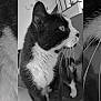 animal, black_and_white, cat, closeup, creative, cute, domestic_cat, eyes, feline, focused, fur, household_pet, indoor, looking_away, overlay, pet, portrait, side_view, tuxedo_cat, whiskers