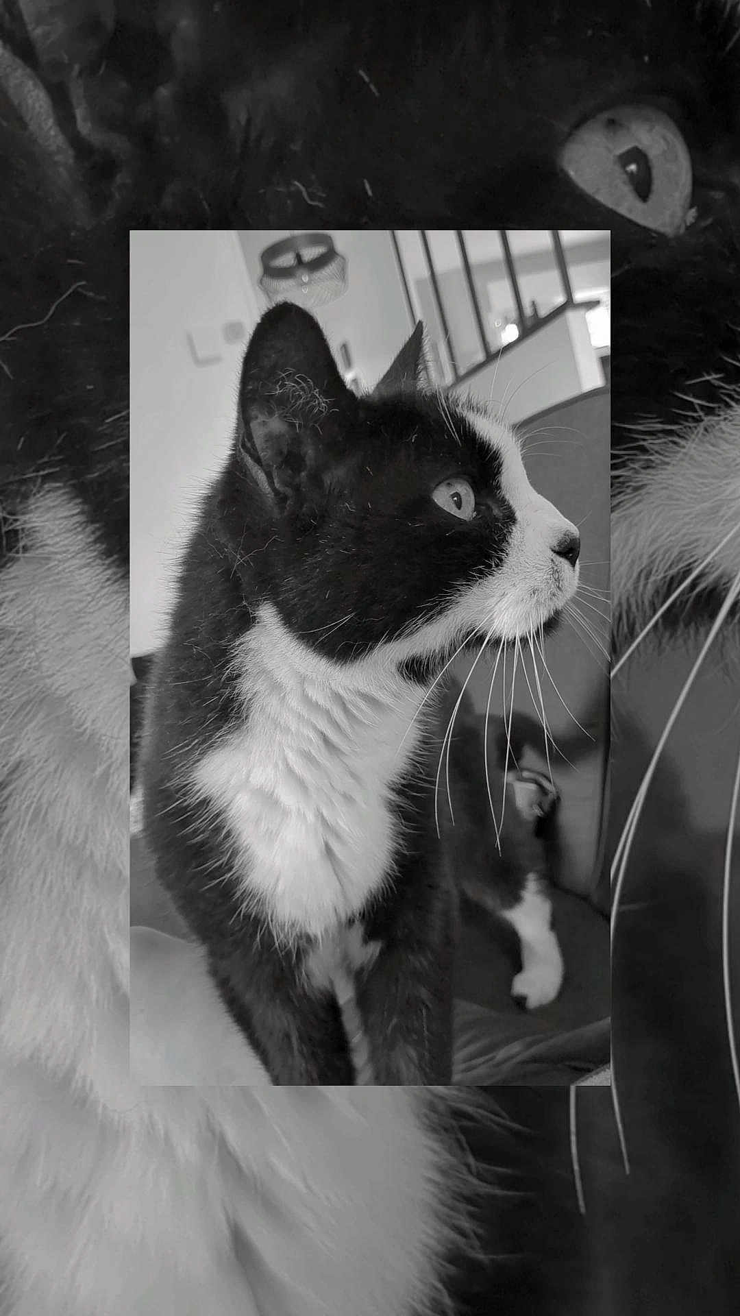 Dalton a rejoint le concours — aidez-le/la à gagner de superbes lots ! cat, tuxedo_cat, black_and_white, pet, animal, whiskers, fur, indoor, closeup, portrait, looking_away, feline, cute, domestic_cat, household_pet, focused, eyes, side_view, creative, overlay