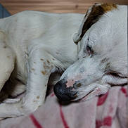 Merlin is registered to the contest to win money with this photo: dog, sleeping, close_up, white, brown_spots, nose, paw, blanket, resting, fur, pet, domestic_animal, cozy, indoor, animal, cute, relaxation, peaceful, snout, muzzle