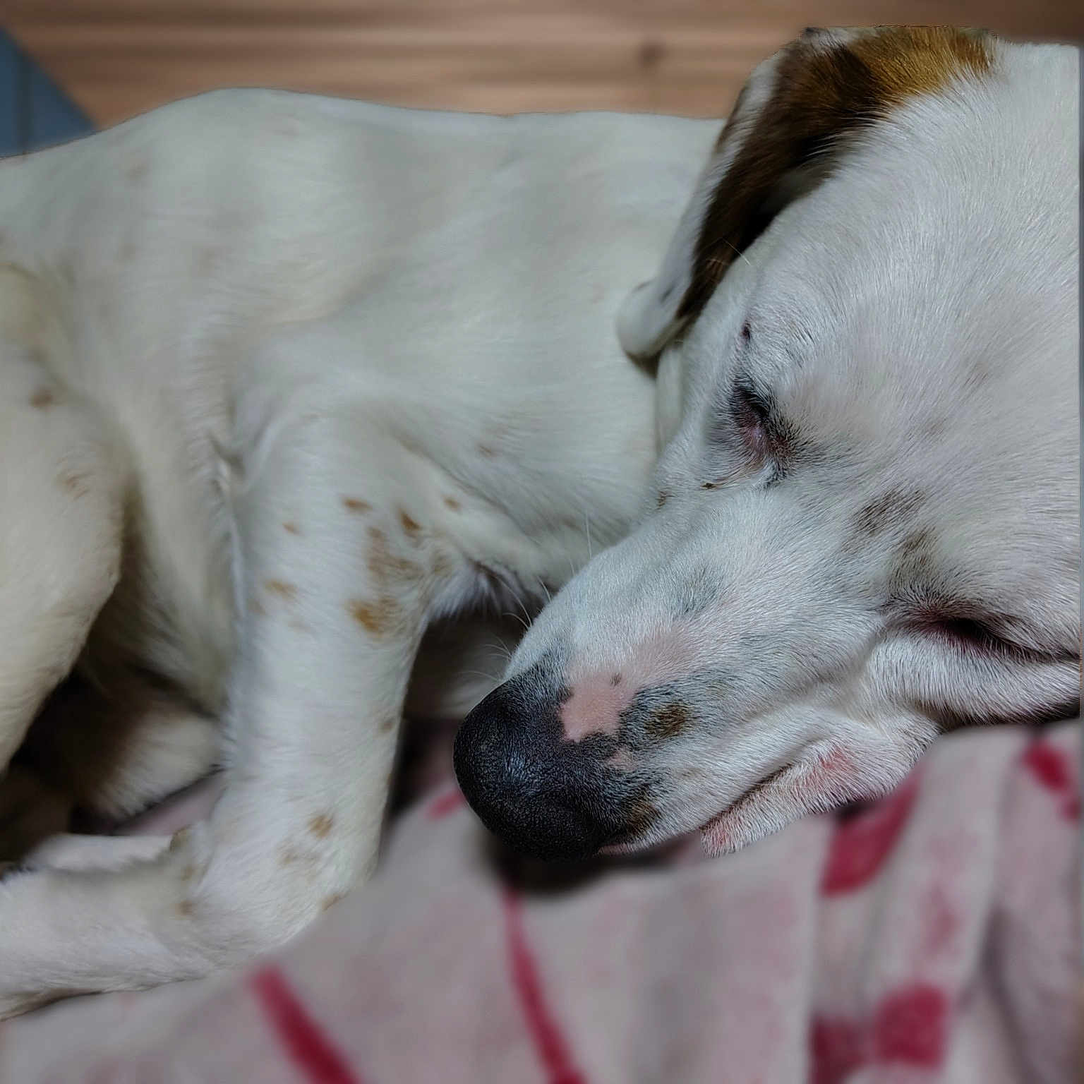Merlin is registered to the contest to win money with this photo: dog, sleeping, close_up, white, brown_spots, nose, paw, blanket, resting, fur, pet, domestic_animal, cozy, indoor, animal, cute, relaxation, peaceful, snout, muzzle