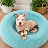 puppy, dog, bed, blue_bed, sweater, bow, ears, plants, green_plants, potted_plant, wooden_floor, indoor, cozy, cute, pet, animal, resting, adorable, comfortable, home