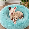 Zoey joined the competition — help win amazing prizes! dog, puppy, sweater, pet_bed, furry, blue, cozy, indoor, plant, basket, wooden_floor, cute, resting, animal, domestic_animal, relaxed, brown_and_white, knitwear, home, comfortable