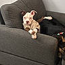 Zoey joined the competition — help win amazing prizes! dog, puppy, sweater, armchair, gray_furniture, cozy, pet, indoor, relaxed, cute, paw, lying_down, companion, friendly, brown, white, black, furniture, canine, home