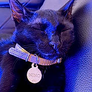 Nino participe au concours pour gagner de l'argent avec cette photo : animal, black_cat, blue_lighting, cat, close_up, closed_eyes, collar, cute, feline, indoor, leather_couch, name_tag, pet, photography, pointed_ears, portrait, relaxed, resting, sleeping, whiskers