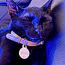 animal, black_cat, blue_lighting, cat, close_up, closed_eyes, collar, cute, feline, indoor, leather_couch, name_tag, pet, photography, pointed_ears, portrait, relaxed, resting, sleeping, whiskers