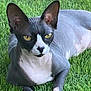 sphynx_cat, cat, hairless_cat, pet, grass, outdoor, yellow_eyes, large_ears, face, portrait, feline, paws, skin_folds, lying_down, close_up, domestic_animal, alert, relaxed, green_grass, smooth_skin