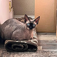 Minee is registered to the contest to win money with this photo: sphynx_cat, cat, pet, indoor, rug, rolled_rug, blue_eyes, curious, large_ears, hairless, hardwood_floor, cardboard_box, textured_wall, door_hinge, resting, looking_at_camera, whisker_area, curled_pose, mat, cozy
