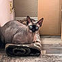sphynx_cat, cat, pet, indoor, rug, rolled_rug, blue_eyes, curious, large_ears, hairless, hardwood_floor, cardboard_box, textured_wall, door_hinge, resting, looking_at_camera, whisker_area, curled_pose, mat, cozy