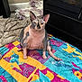 cat, sphynx_cat, hairless_cat, pet, feline, blanket, colorful_blanket, towel, fireplace, hearth, floor, indoor, cozy, large_ears, green_eyes, staring, wrinkled_skin, paws, sitting, home