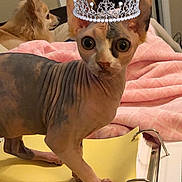 Demee is registered to the contest to win money with this photo: asian, carnivore, cat, cornish_rex, devon_rex, donskoy, fawn, felidae, kitten, mammal, munchkin, oriental_shorthair, peterbald, rex_cat, small_to_medium_sized_cats, snout, sphynx, ukrainian_levkoy, vertebrate, whiskers