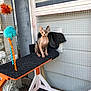 Demee is registered to the contest to win money with this photo: balcony, cage, canidae, cat, fawn, interior_design, net, non_sporting_group, window