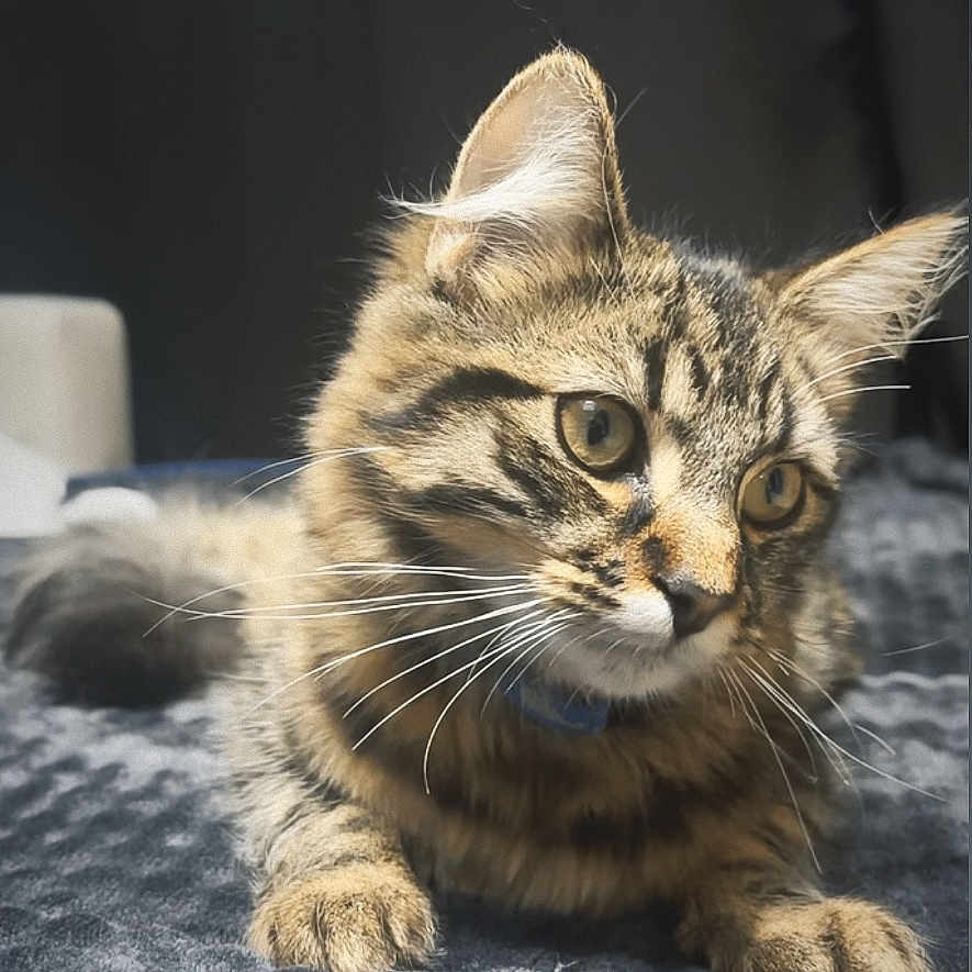 Joy participe au concours pour gagner de l'argent avec cette photo : abyssinian, animal, cat, kitten, manx, pet