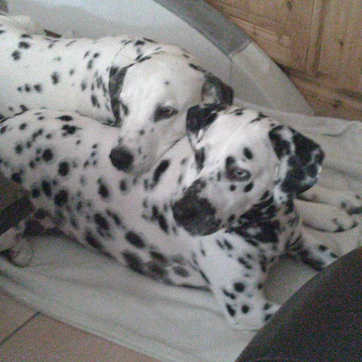 Brutus et Parchis participe au concours pour gagner de l'argent avec cette photo :