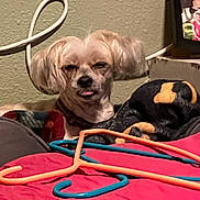Penny is registered to the contest to win money with this photo: dog, small_dog, pet, animal, portrait, sitting, indoor, bed, blanket, clothing, hangers, orange_hanger, blue_hanger, red_blanket, television, wall, cords, long_hair, funny_expression, home