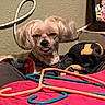 dog, small_dog, pet, animal, portrait, sitting, indoor, bed, blanket, clothing, hangers, orange_hanger, blue_hanger, red_blanket, television, wall, cords, long_hair, funny_expression, home