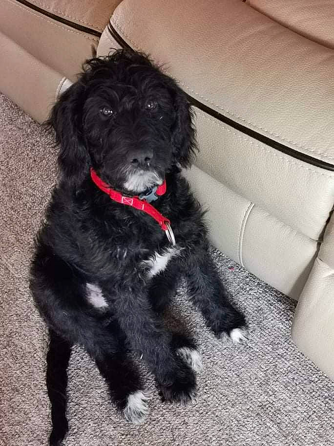 Lucy is registered to the contest to win money with this photo: borador, canidae, carnivore, collar, companion_dog, dog, dog_breed, dog_collar, fur, liver, non_sporting_group, paw, snout, sporting_group, tail, toy_dog, water_dog, working_animal, working_dog