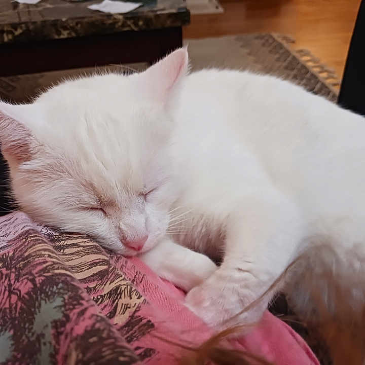 Opal