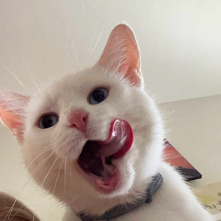 Opal