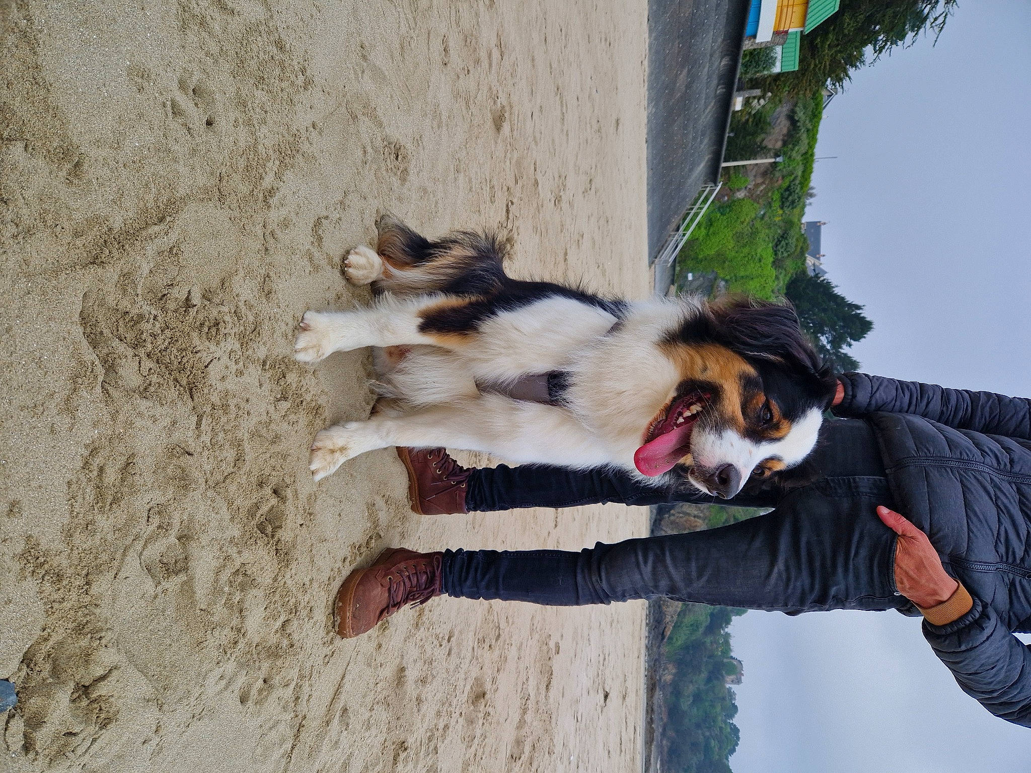 Tennessee a rejoint le concours — aidez-le/la à gagner de superbes lots ! adventure, canidae, carnivore, companion_dog, dog, dog_breed, fawn, fur, happy, herding_dog, leisure, paw, plant, sky, sporting_group, tail, tree, working_dog