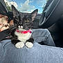 Luna joined the competition — help win amazing prizes! cat, black_and_white_cat, pink_collar, pet, indoor, car_interior, lap, person, seatbelt, blue_sky, clouds, window, relaxing, whiskers, paws, casual_clothing, steering_wheel, daytime, nature_outside, comfort