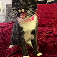 Luna is registered to the contest to win money with this photo: cat, black_and_white, pet, feline, pink_collar, whiskers, bed, blanket, indoor, animal, cute, playful, fur, sitting, mouth_open, expression, domestic_cat, cozy, soft, furniture