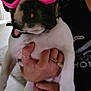 dog, french_bulldog, helmet, sunglasses, heart_shaped, pink, pet, indoor, person, hand, rings, clothing, casual, portrait, animal, cute, funny, accessories, holding, black