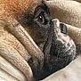 dog, pug, close_up, profile, fur, pet, animal, resting, blanket, sleepy, face, whiskers, brown, black, white, cute, domestic_animal, portrait, snout, texture