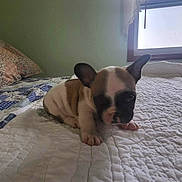 Hazel Grace is registered to the contest to win money with this photo: puppy, dog, bed, quilt, window, indoor, sleepy, cute, pet, animal, ears, fur, resting, cozy, blanket, home, young, small, mammal, sleep