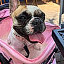dog, french_bulldog, tongue_out, stroller, pink, pet, happy, outdoor, wooden_deck, sunlight, canine, animal, ears, collar, close_up, cute, smiling, leash, daylight, pet_accessory