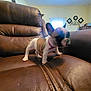 puppy, dog, french_bulldog, leather_chair, brown, indoor, pet, small, cute, animal, canine, young_dog, fur, ears, collar, home, furniture, background, window, decor