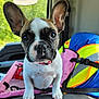 dog, puppy, french_bulldog, car, seat, ears, pet, animal, cute, closeup, collar, window, backpack, colorful, interior, travel, adventure, greenery, looking, front_view