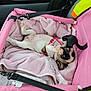 puppy, dog, pink_carrier, towel, pet, animal, playful, lying_down, cozy, indoor, cute, small_dog, canine, resting, pet_accessory, fabric, comfort, paw, collar, sleepy