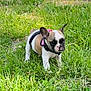Hazel Grace joined the competition — help win amazing prizes! dog, puppy, french_bulldog, grass, outdoor, pet, animal, young, brown, white, black, harness, cute, small, ears, nature, alert, standing, sunlight, greenery