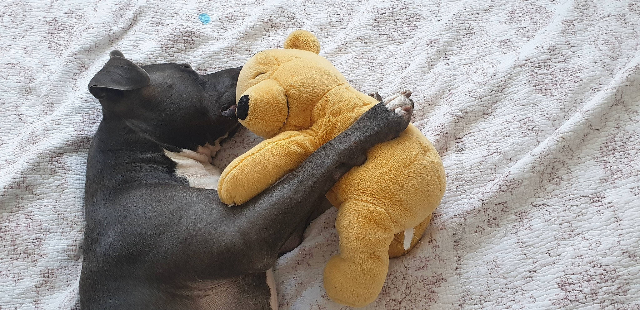 Ayron a rejoint le concours — aidez-le/la à gagner de superbes lots ! carnivore, comfort, companion_dog, creative_arts, fawn, fur, linens, mammal, pattern, paw, plush, snout, stuffed_toy, tail, terrestrial_animal, toy, vertebrate, wood, wool, working_animal