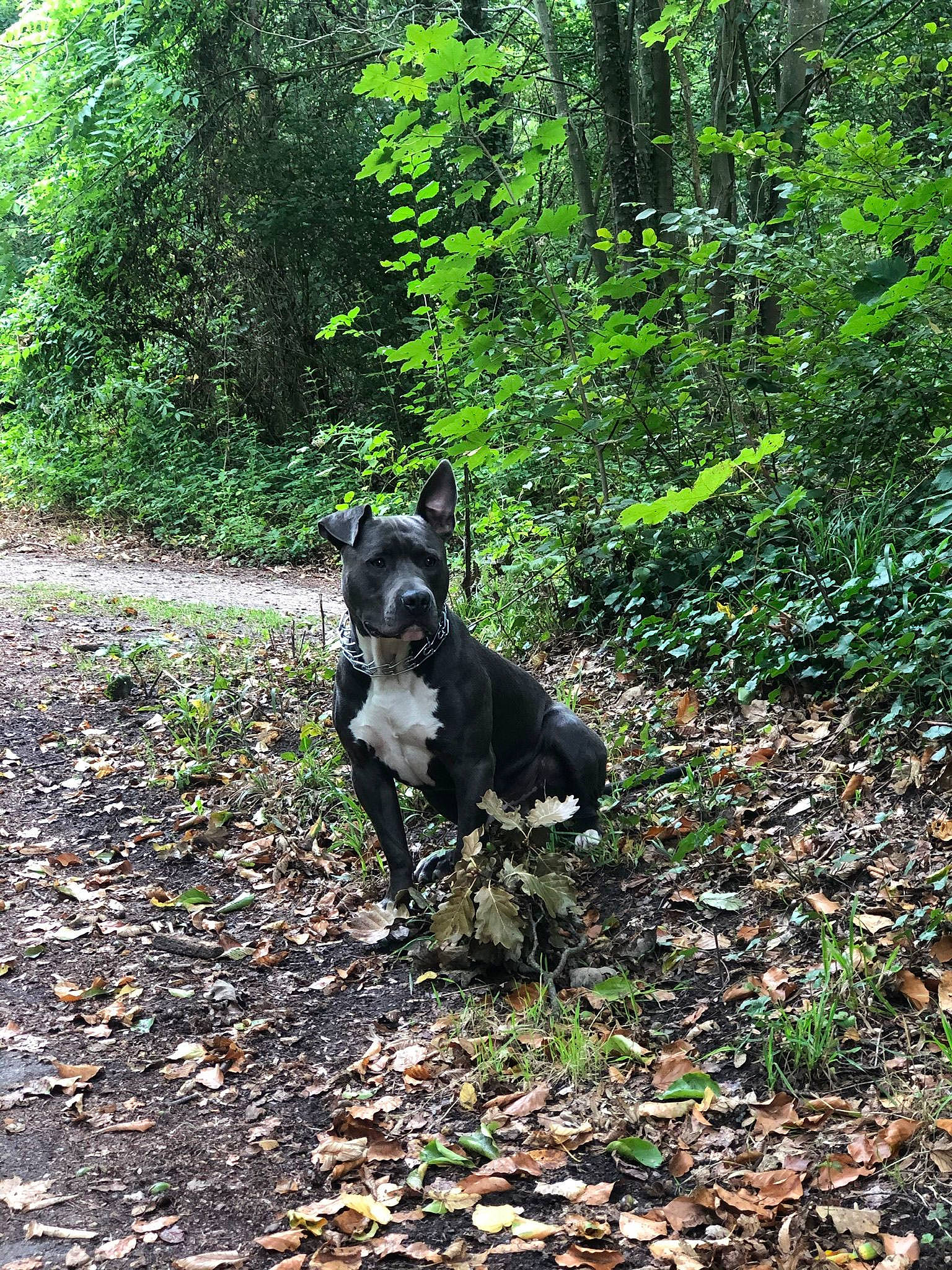 Ayron participe au concours pour gagner de l'argent avec cette photo : canidae, carnivore, companion_dog, dog, dog_breed, fawn, forest, grass, jungle, natural_landscape, plant, snout, soil, sporting_group, tail, temperate_broadleaf_and_mixed_forest, terrestrial_plant, tree, woodland, working_animal