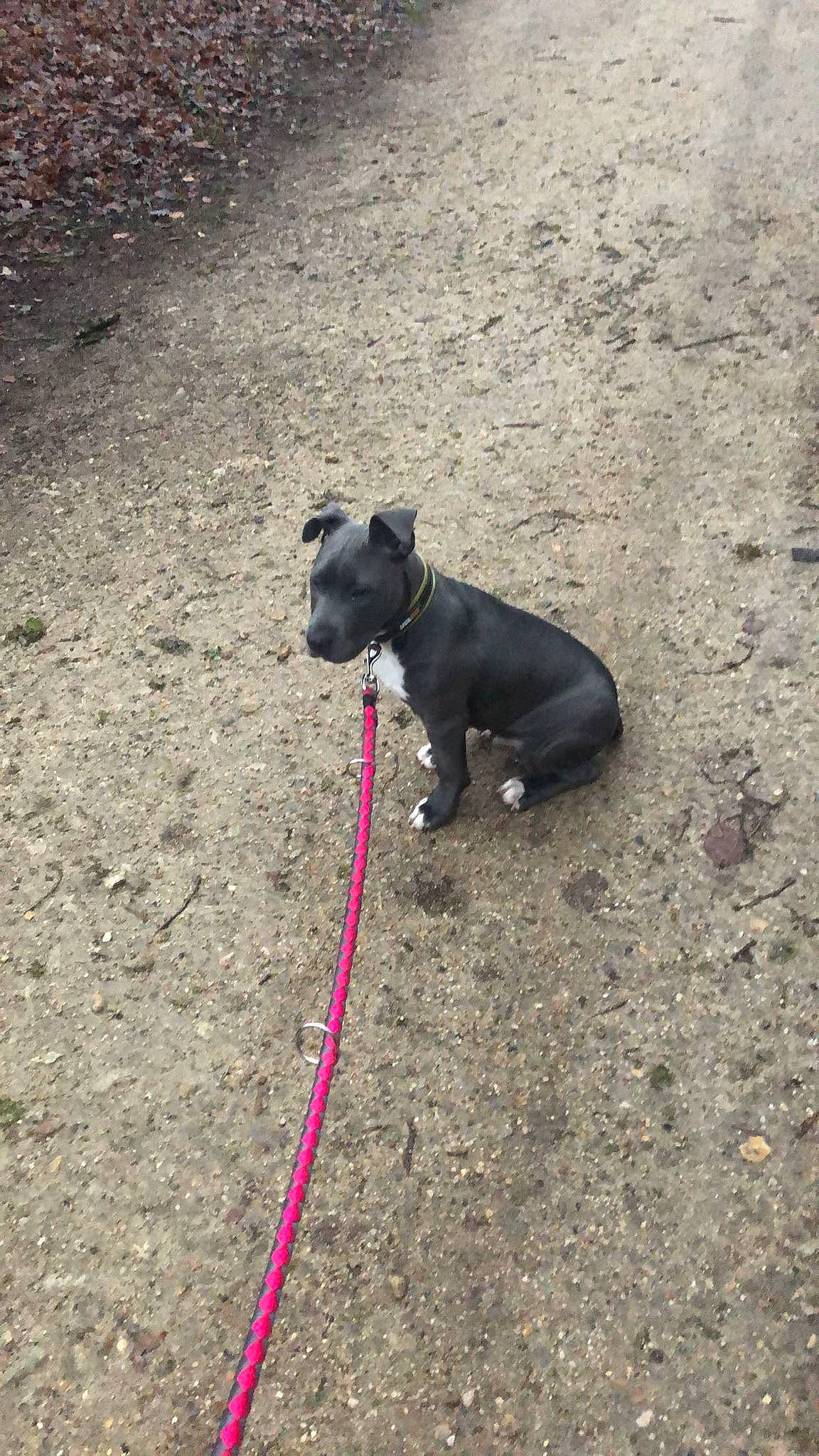 Ayron a rejoint le concours — aidez-le/la à gagner de superbes lots ! asphalt, boston_terrier, carnivore, collar, companion_dog, dog, dog_breed, dog_collar, dog_supply, fawn, grass, leash, pet_supply, pug, road_surface, snout, sporting_group, tail, toy_dog, working_animal