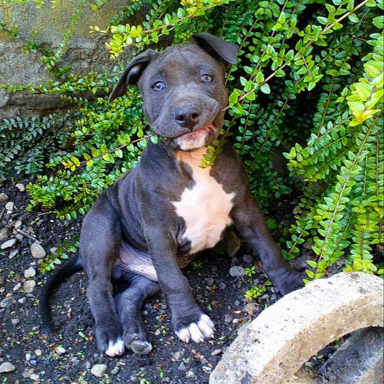 Hadès a rejoint le concours — aidez-le/la à gagner de superbes lots ! animal, architecture, building, bulldog, canine, dog, green, leaf, path, pebble, pet, pitbull, plant, pottedplant, puppy, rock, slate, tree, vegetation, walkway