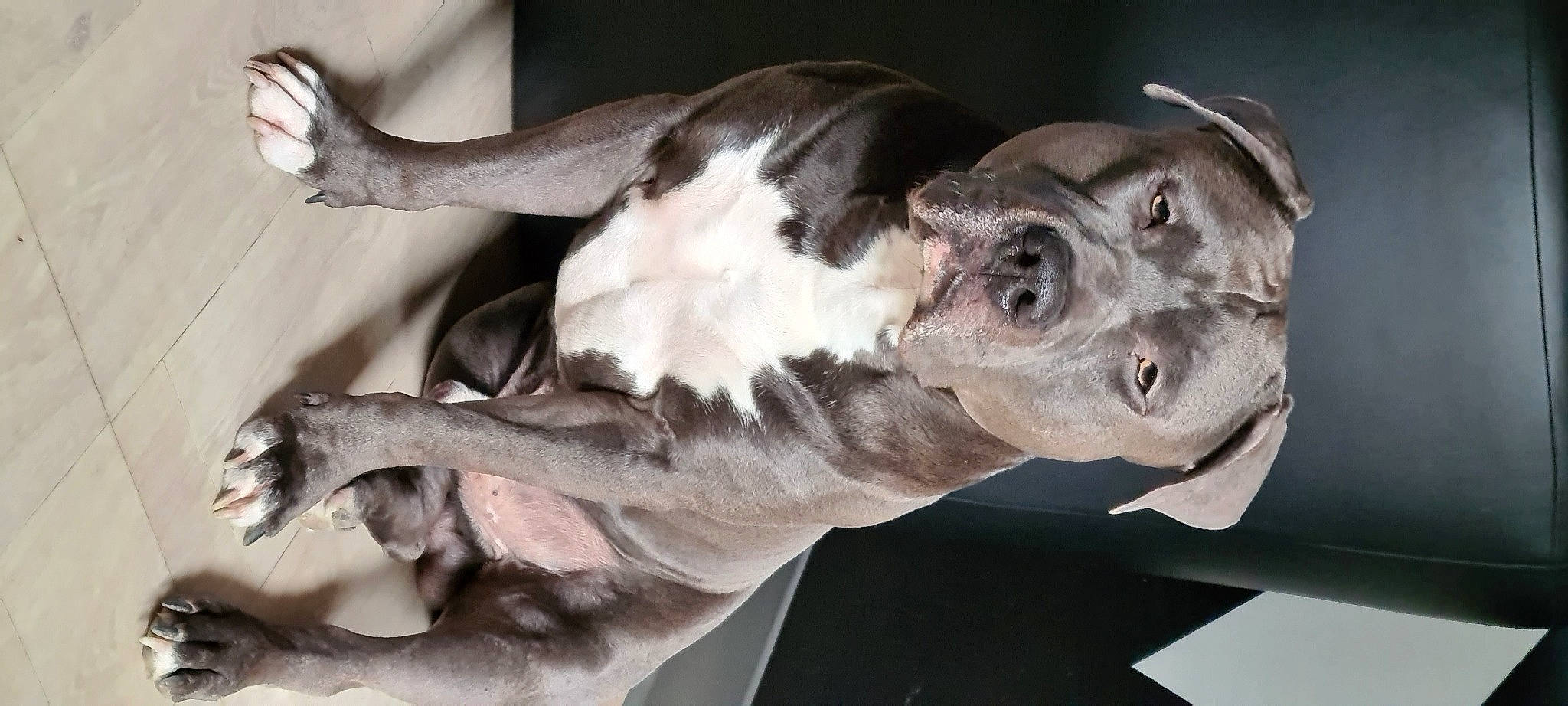 Hadès a rejoint le concours — aidez-le/la à gagner de superbes lots ! bone, canidae, carnivore, comfort, companion_dog, dog, dog_breed, ear, extinction, fawn, fur, grey, guard_dog, jaw, snout, sporting_group, tail, terrestrial_animal, whiskers, working_animal