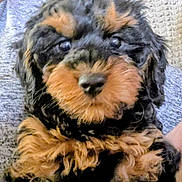 Pearl is registered to the contest to win money with this photo: black_and_brown_fur, blanket, close_up, couch, curly_fur, cute, dog, eyes, face, fluffy, human_arm, indoor, mouth, nose, pet, portrait, puppy, sitting, snout, whiskers